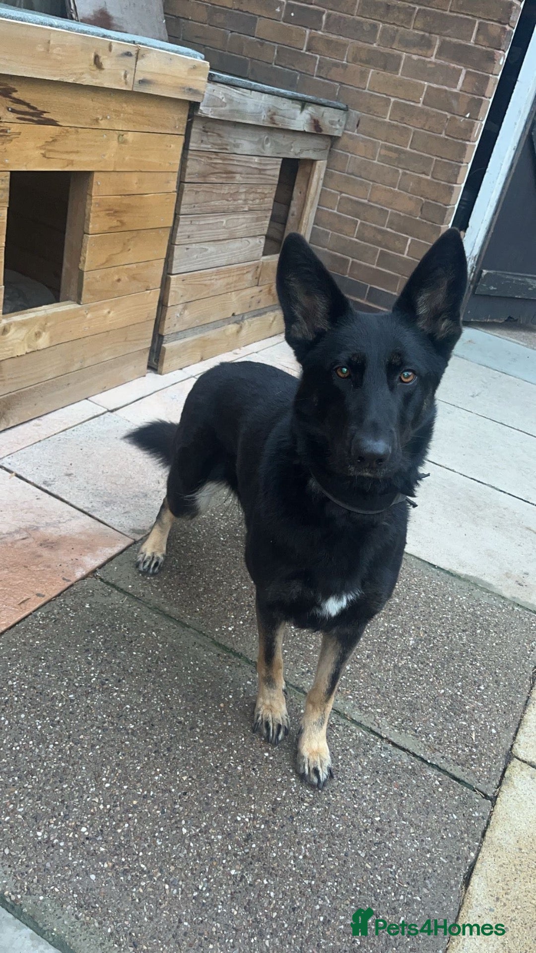 German Shepherd dogs for stud: German Shepherd for sale  - Advert 1