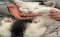 Mixed Breed cats for sale: 5 Adorable Fluffy White Playful Kittens  - Image 23