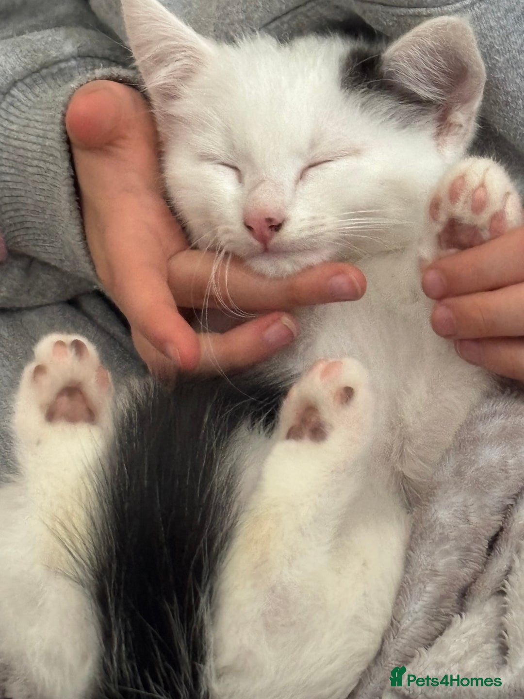 Mixed Breed cats for sale: 5 Adorable Fluffy White Playful Kittens  - Image 23