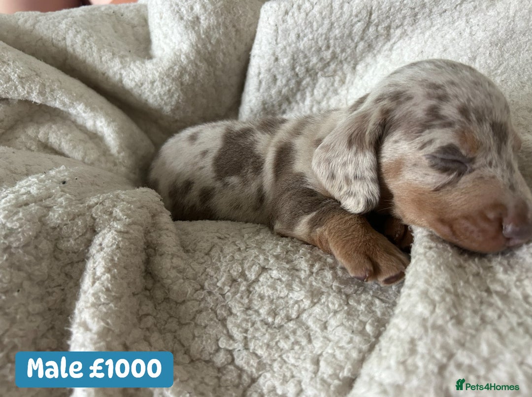 Miniature Dachshund dogs for sale: Miniature dachshund puppies excellent quality  - Image 5