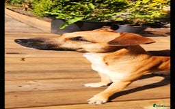 Jack Russell dogs for stud: Jack Russell for stud - Image 2