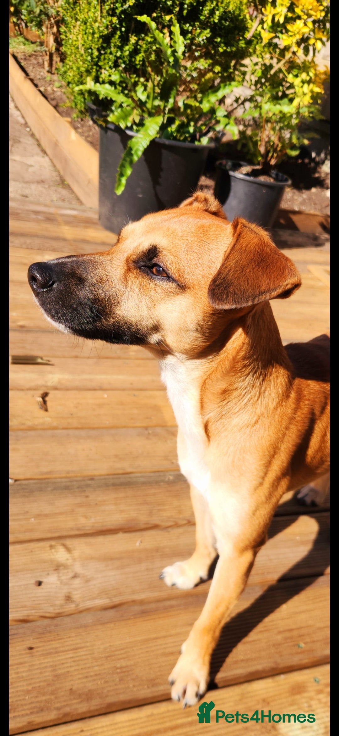 Jack Russell dogs for stud: Jack Russell for stud - Image 2