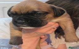 Boxer dogs for sale: Gorgeous Red Boxer puppies for sale. - Image 9