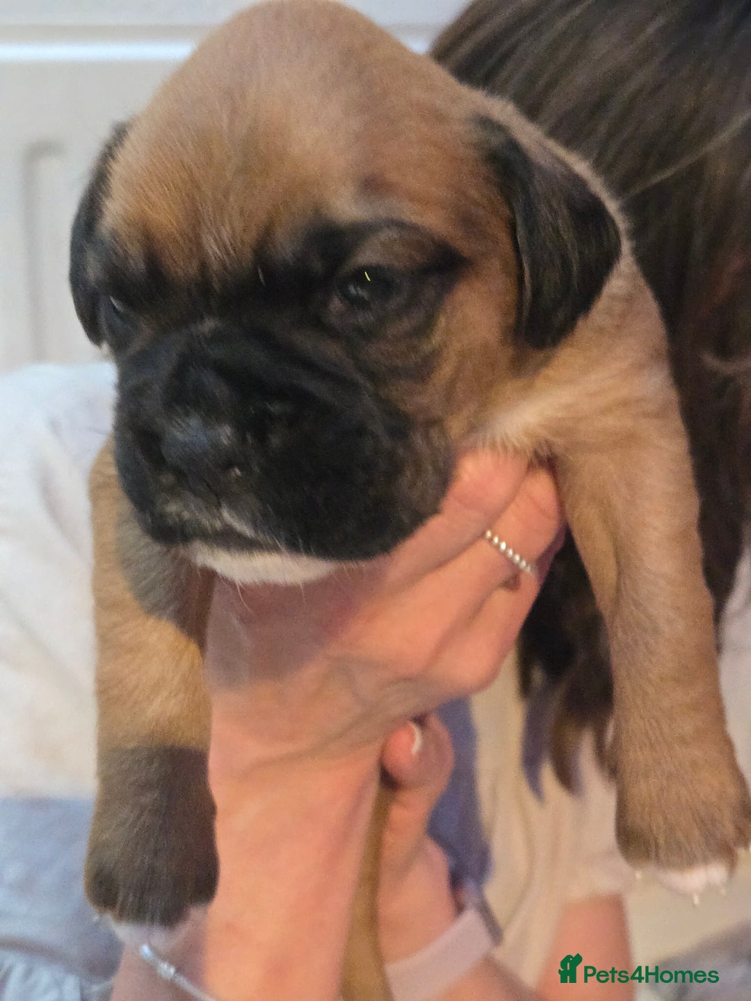 Boxer dogs for sale: Gorgeous Red Boxer puppies for sale. - Image 9