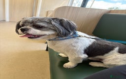 Shih Tzu dogs for sale: Teddy the shihtzu looking for good home  - Image 8