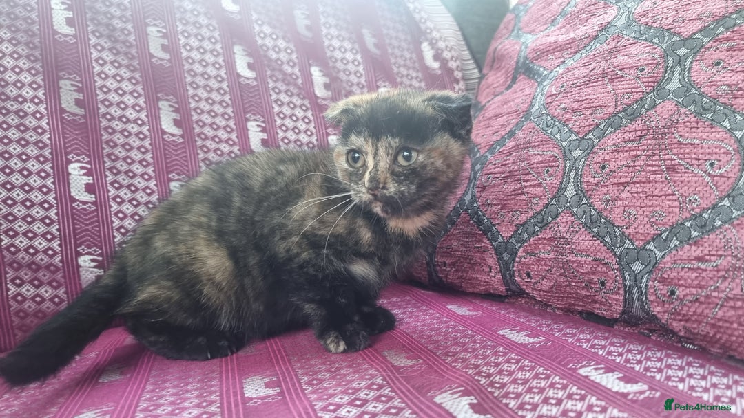 Munchkin cats for sale: Munchkin x Scottish Fold - Image 6