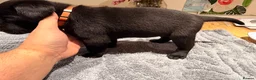 Labrador Retriever dogs for sale: Beautiful litter of Labrador Puppies  - Advert 27