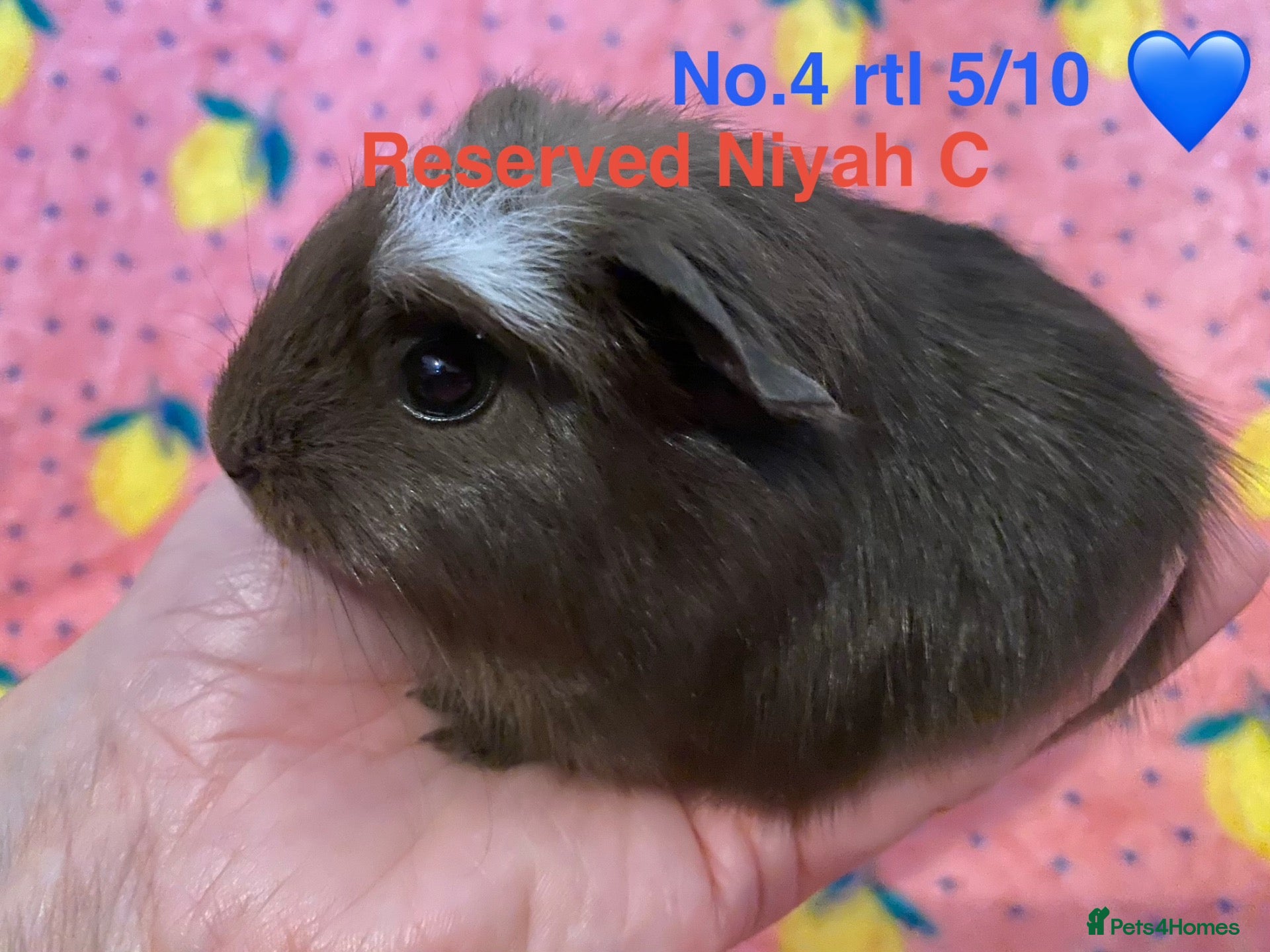 Guinea Pig rodents Gorgeous baby Guinea pigs - Advert 2