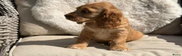 Cocker Spaniel dogs for sale: Stunning cocker pups kc reg ready now - Advert 9