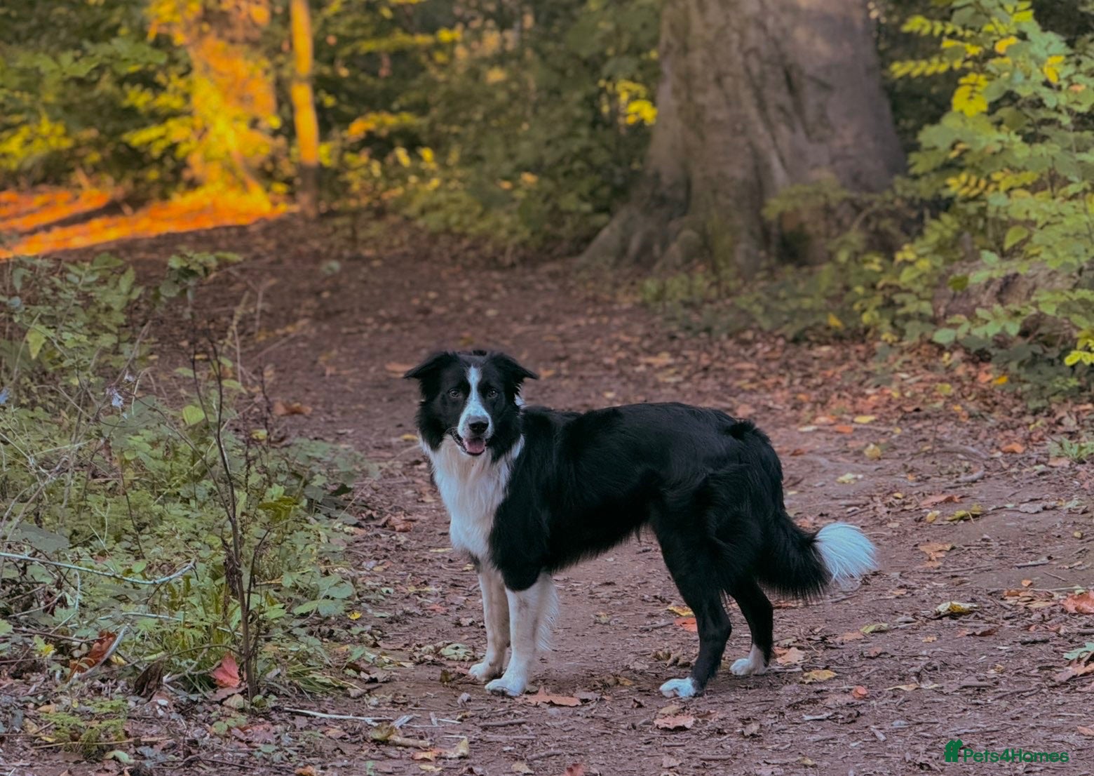 Border Collie dogs Border Collie for Stud  - Advert 1