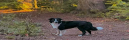 Border Collie dogs for stud: Border Collie for Stud  - Advert 1