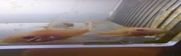 Corys fish for sale: Longfin Albino Corydoras  - Advert 4