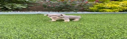 Jack Russell dogs for sale: Gorgeous Miniature Jack Russell Puppies  - Advert 24