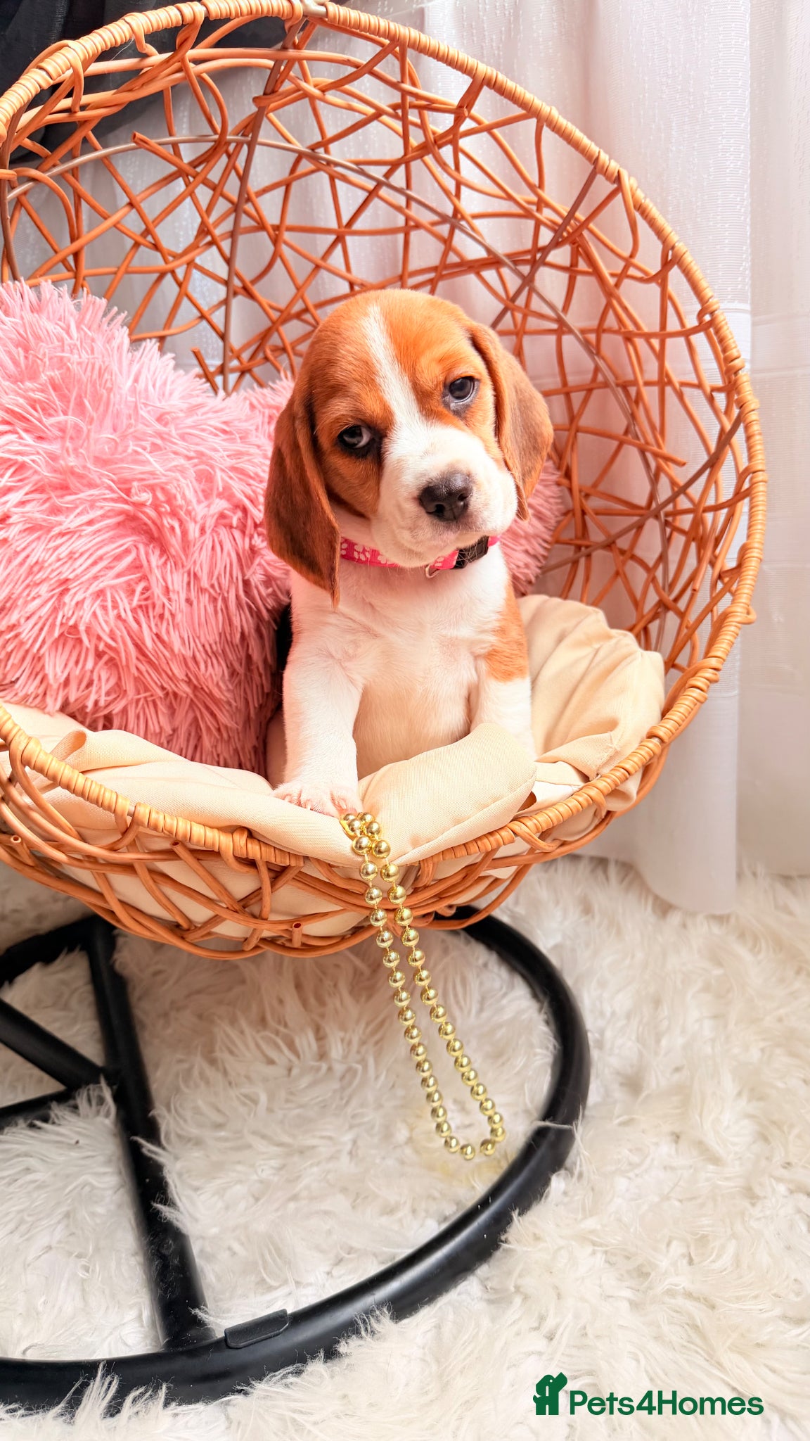 Beagle dogs for sale: 💞BEAUTIFUL BEAGLE PUPPIES 💞 - Advert 12