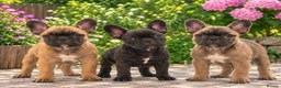 French Bulldog dogs for sale: Beautiful KC Registered French Bulldog  in Leicester - Advert 5