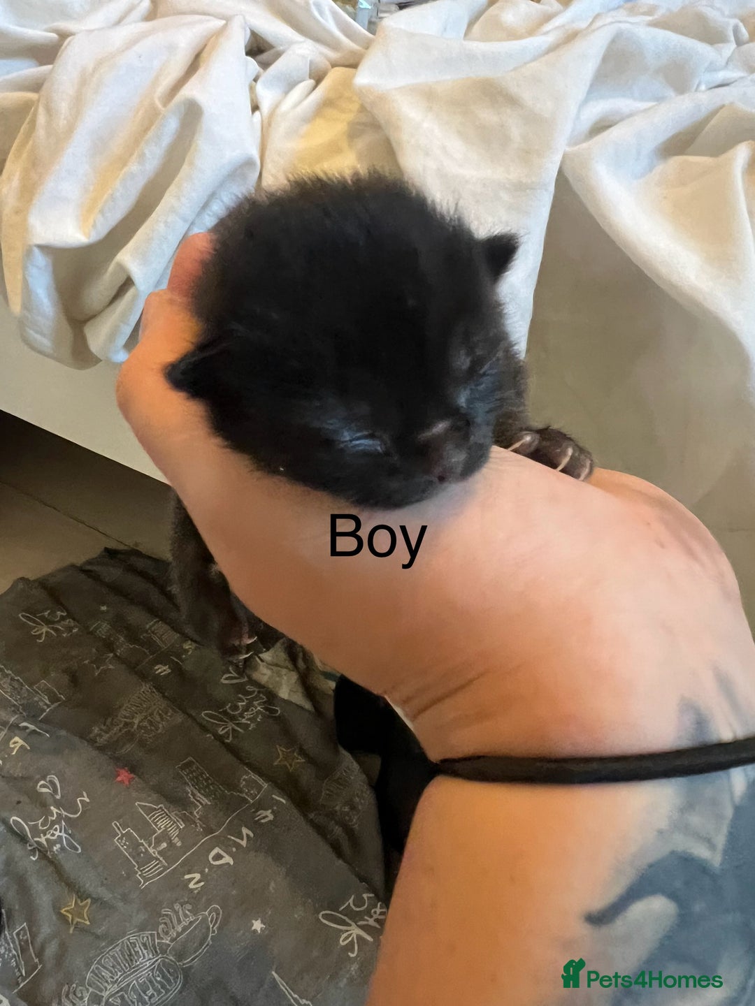 Mixed Breed cats for sale: 1 black and white boy kitten left  - Advert 4