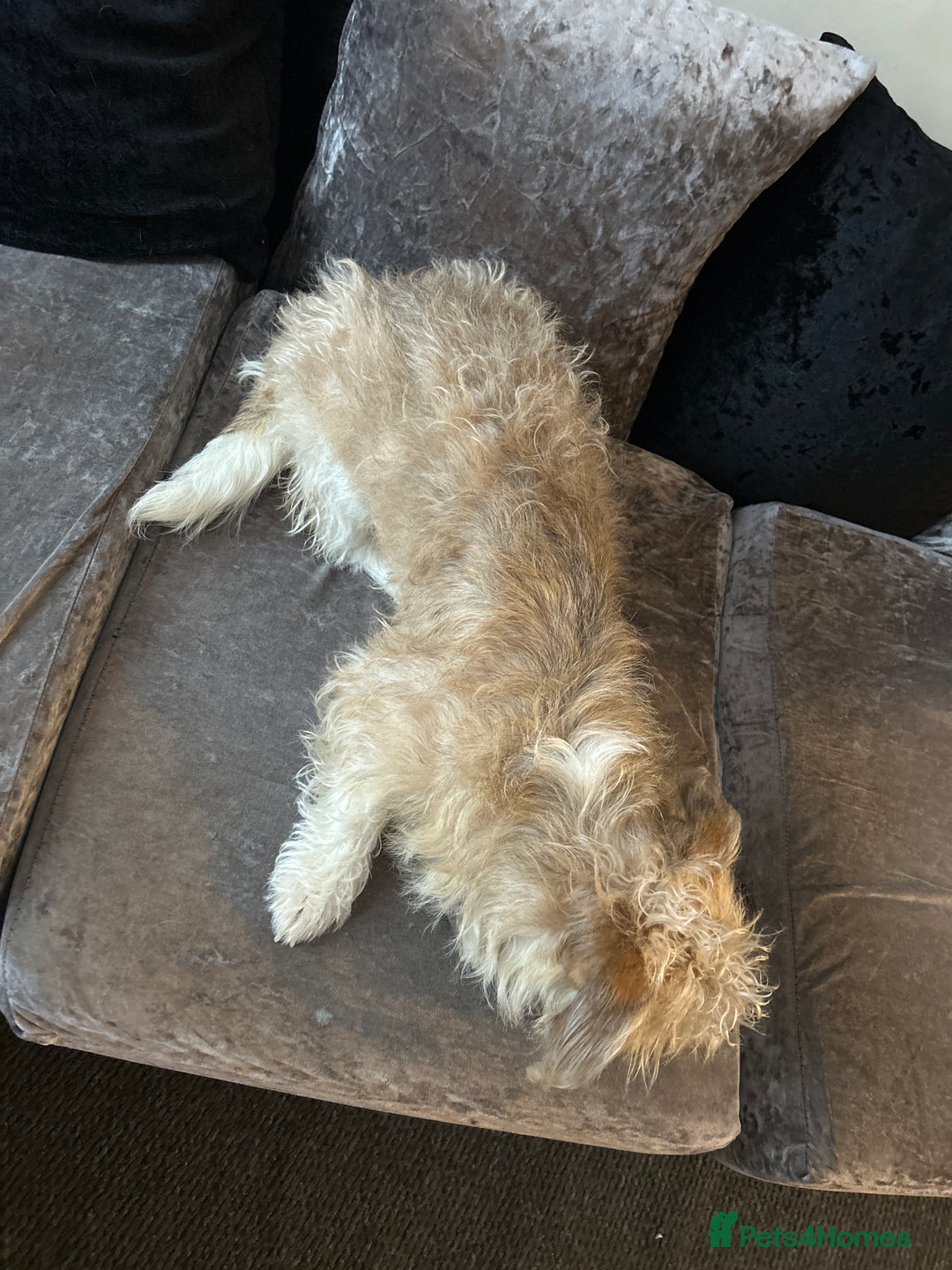 Mixed Breed dogs for sale: Good dog  - Advert 2