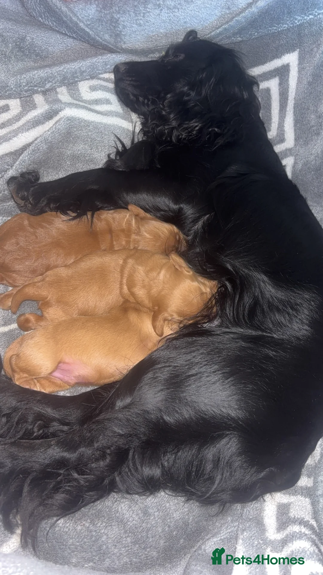 Cocker Spaniel dogs for sale: Cocker spaniel pups - Advert 11