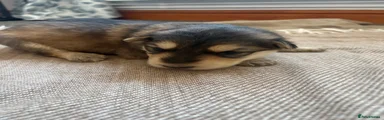 German Shepherd Puppy 5