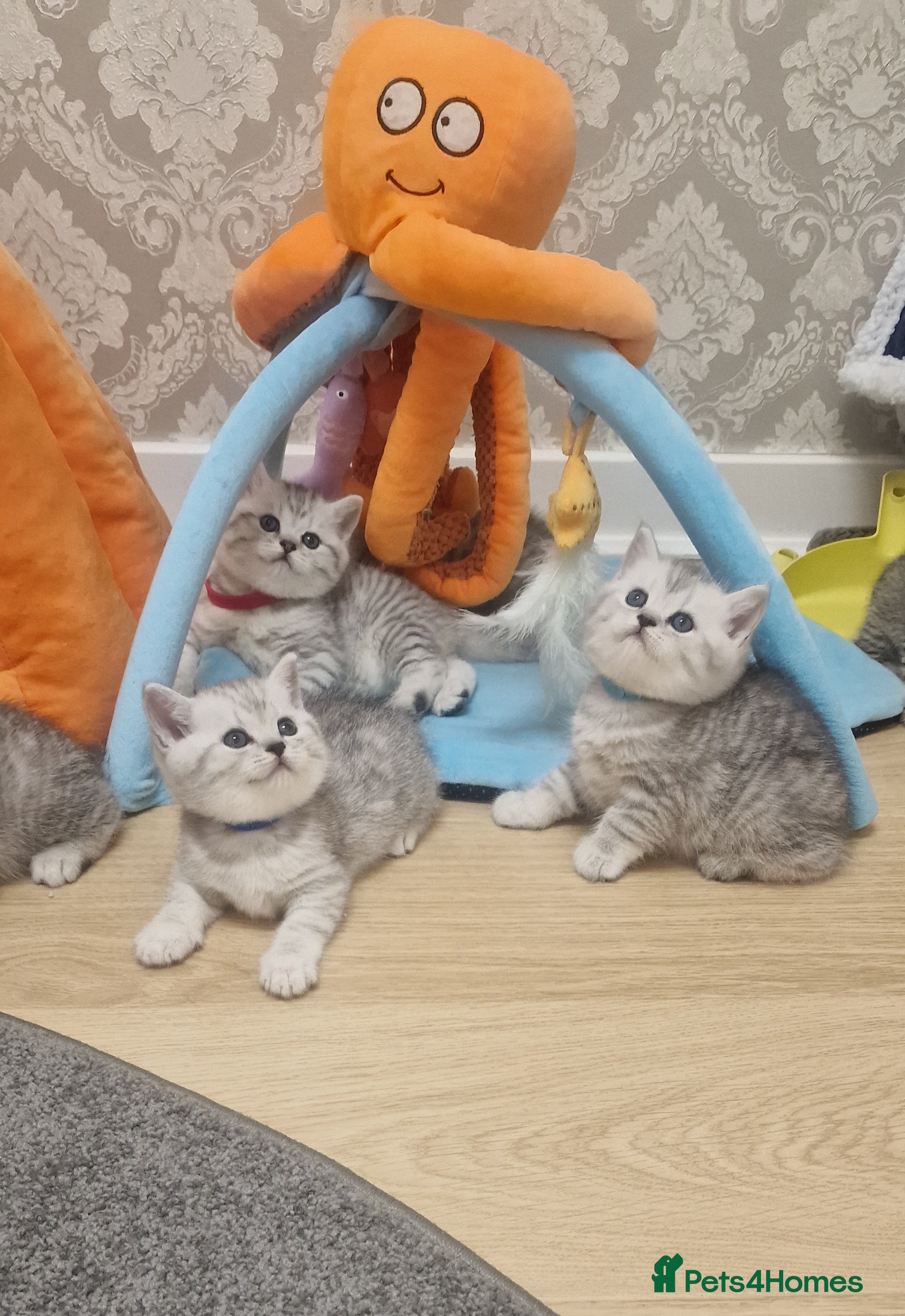British Shorthair cats 🌟Amasing British Shorthair Kittens 🌟 - Advert 17