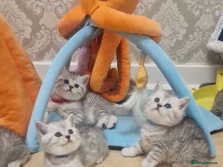 British Shorthair cats 🌟Amasing British Shorthair Kittens 🌟 - Advert 17