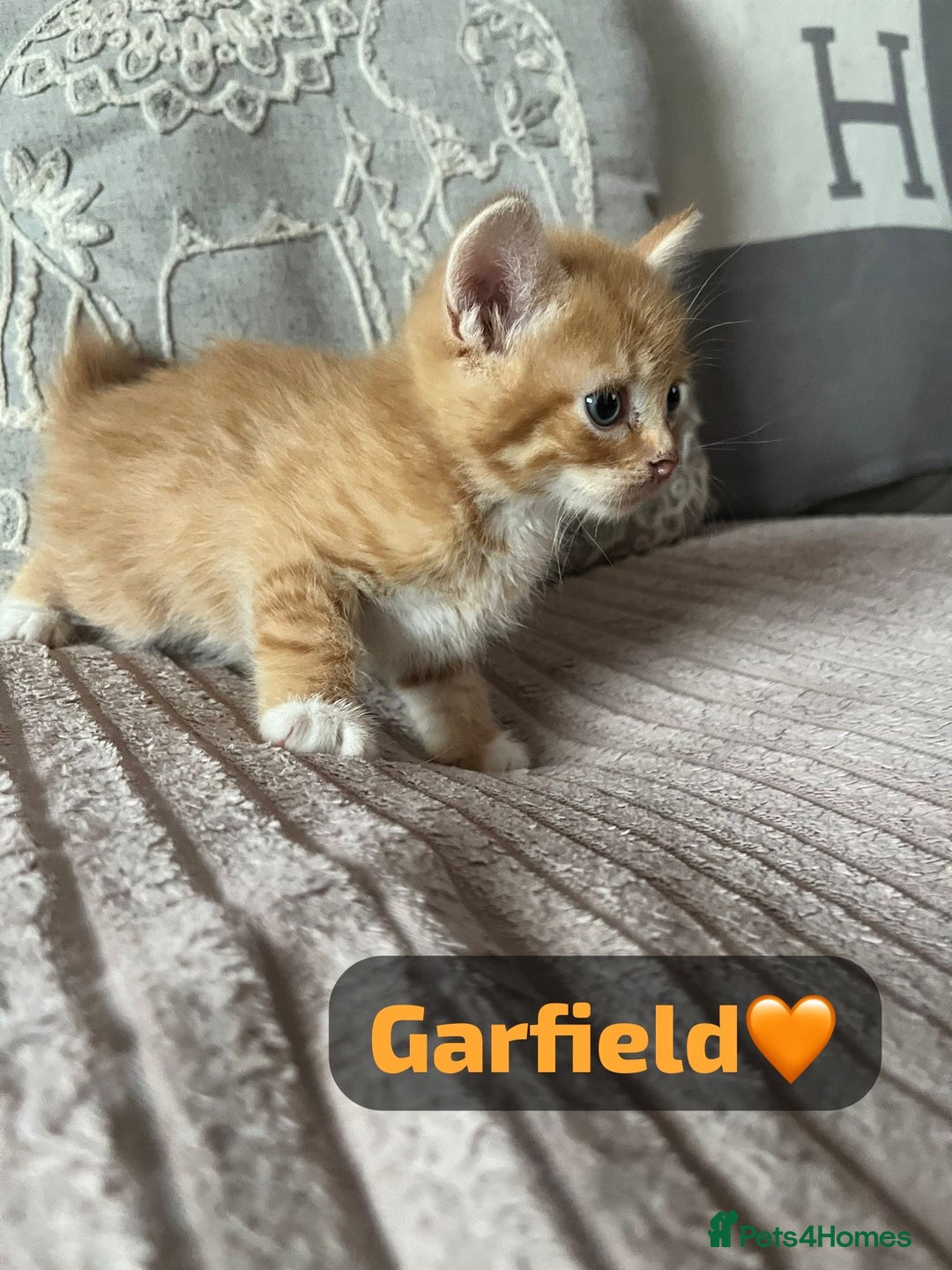 Mixed Breed cats for sale: 7 Beautiful Kittens 🩷💙 - Image 10