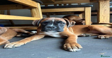 Boxer dogs - Advert 8