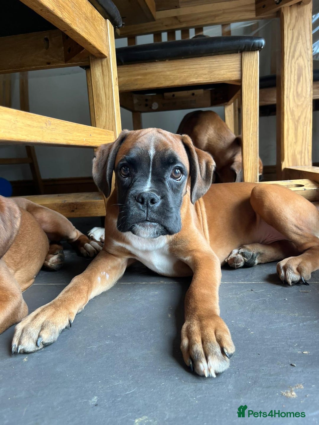 Boxer dogs for sale: 🐾 KC registered Boxer puppies 🐾  - Image 2