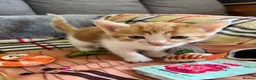 Mixed Breed cats for sale: Kittens for Sale £160 - Advert 14