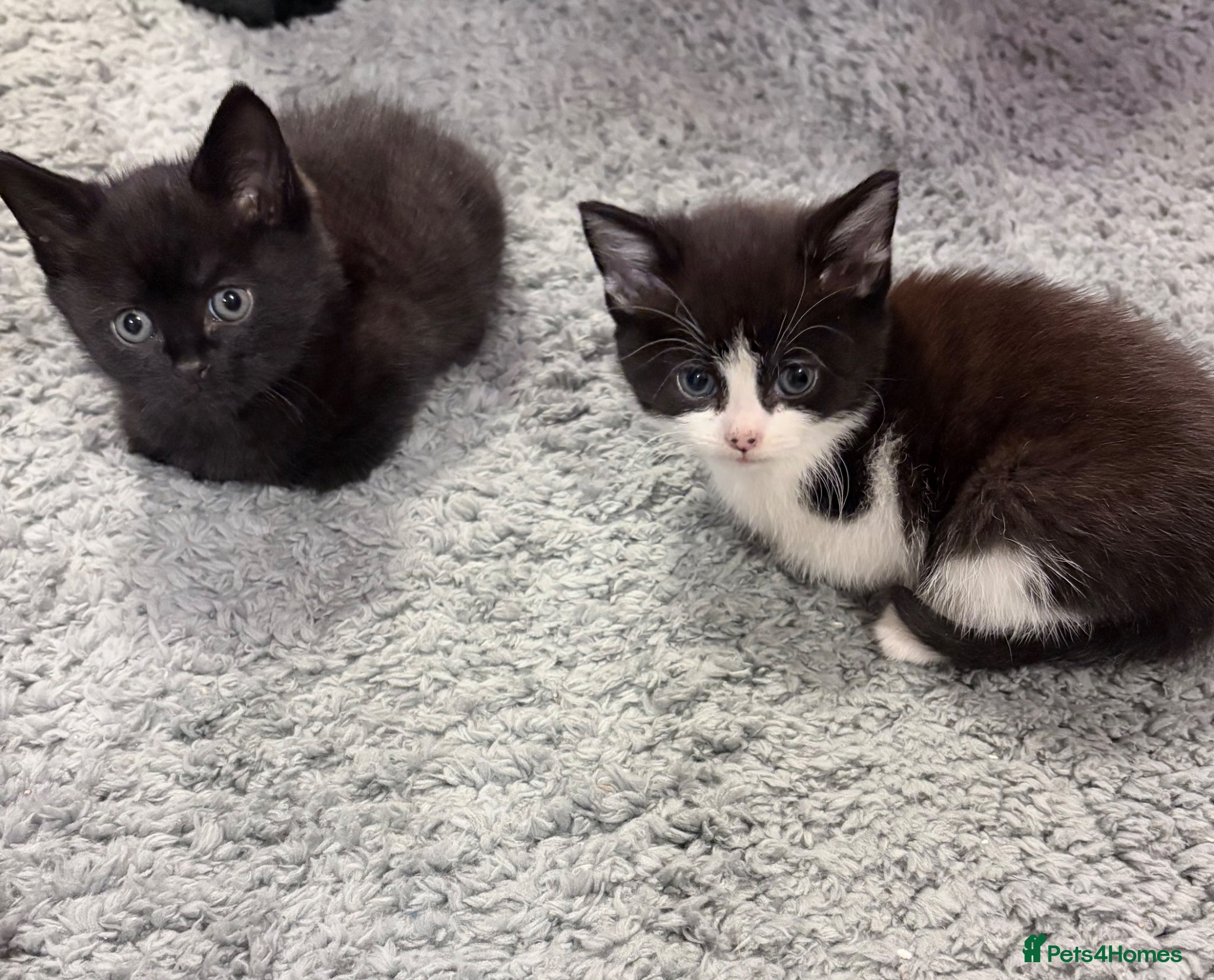 Mixed Breed cats 4 Black & White Kittens for sale - Advert 1