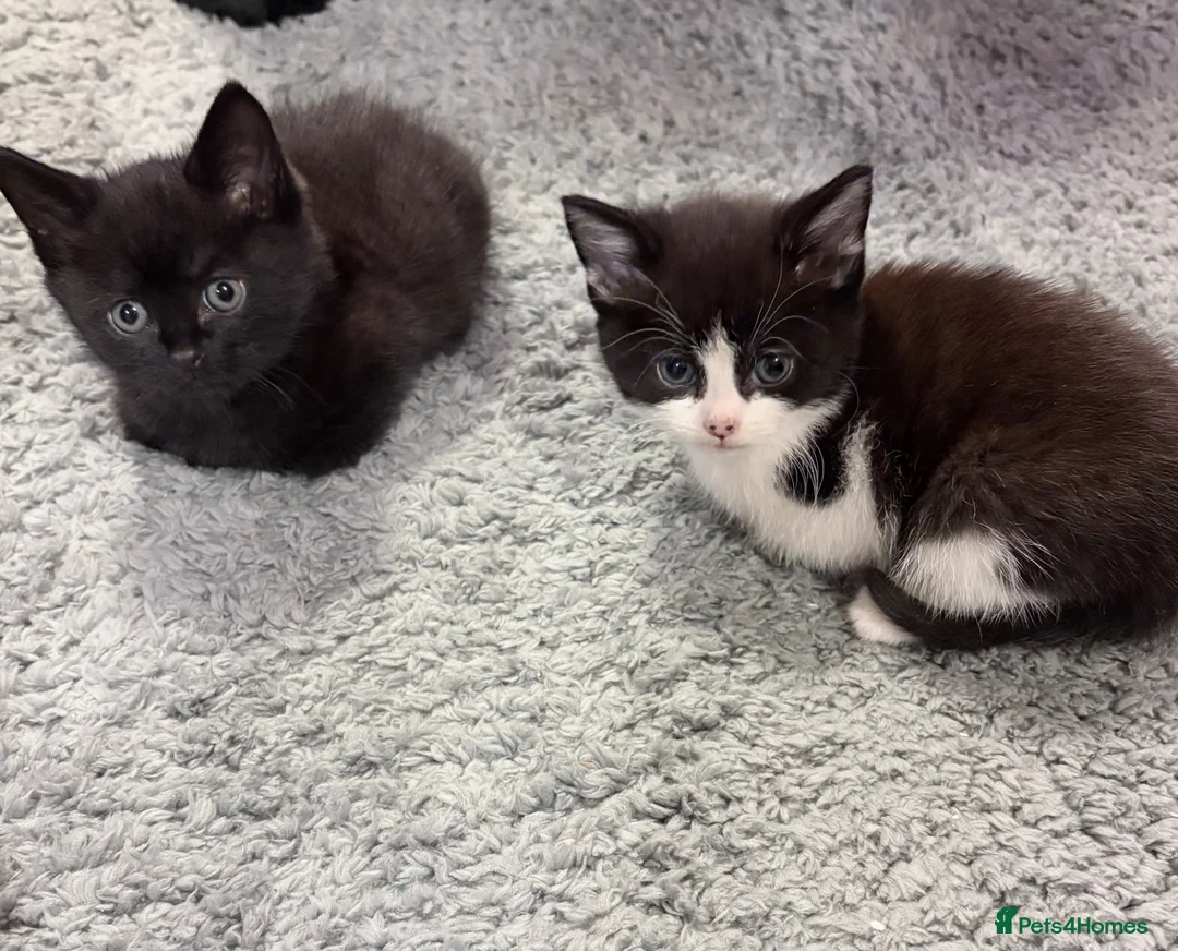 Mixed Breed cats for sale: 4 Black & White Kittens for sale - Advert 2