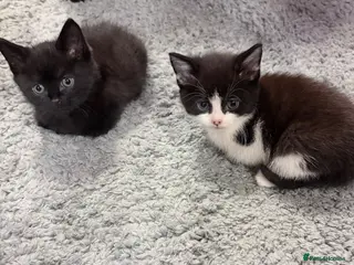 Mixed Breed cats 4 Black & White Kittens for sale - Advert 4