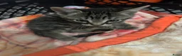 British Shorthair cats for sale: 4 adorable kittens looking for loving homes - Advert 24