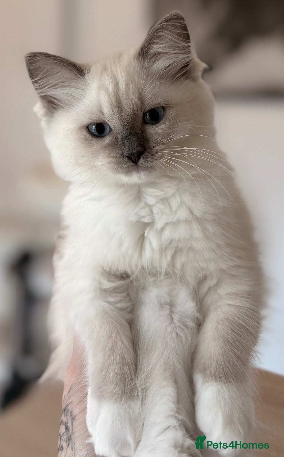 Ragdoll cats Ragdoll kitten🌺  - Advert 1