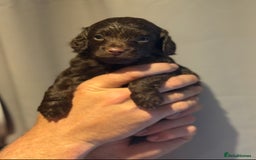 Cockapoo dogs for sale: Beautiful f1b cockapoos  - Image 2