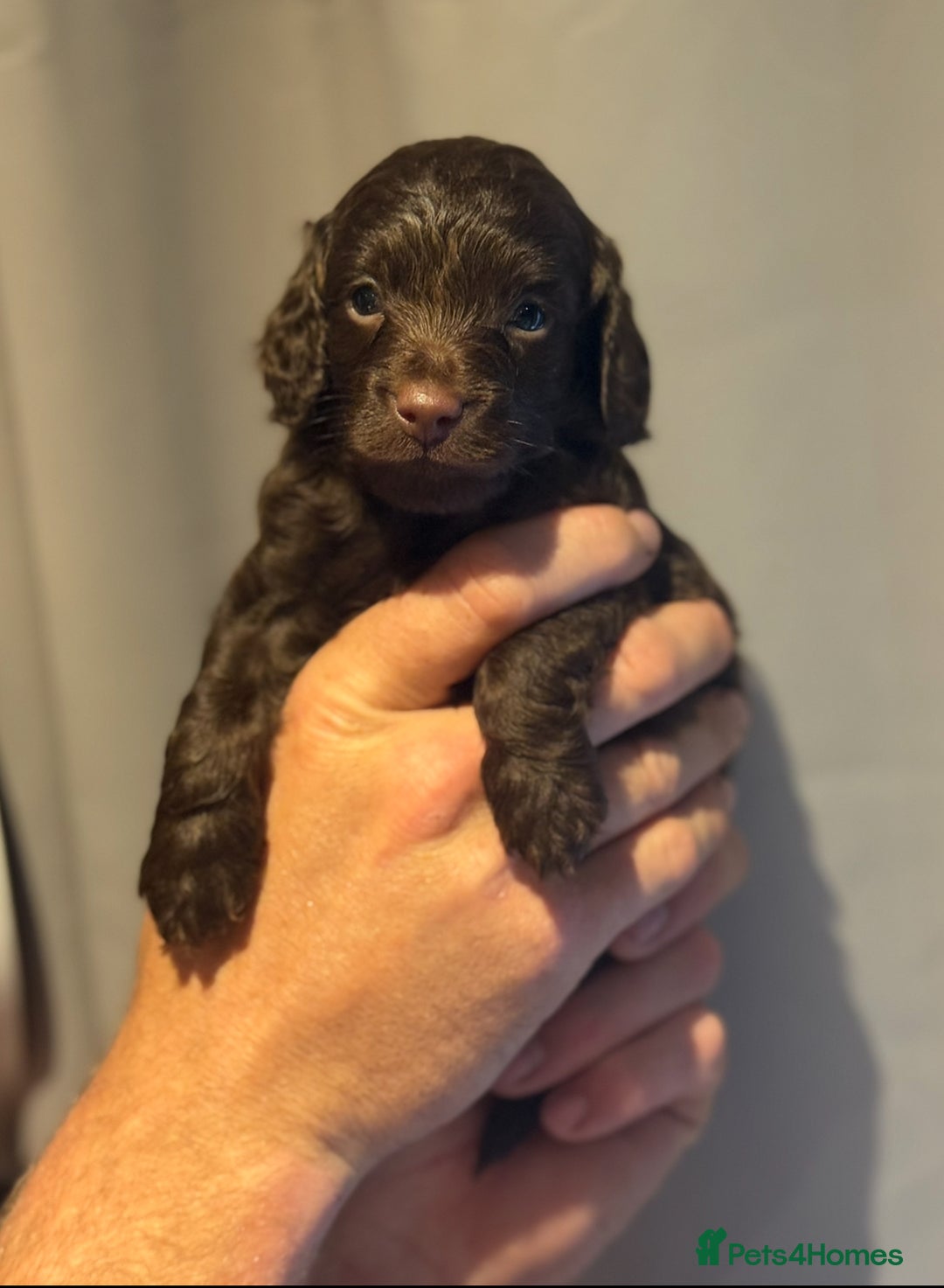 Cockapoo dogs for sale: Beautiful f1b cockapoos  - Image 2