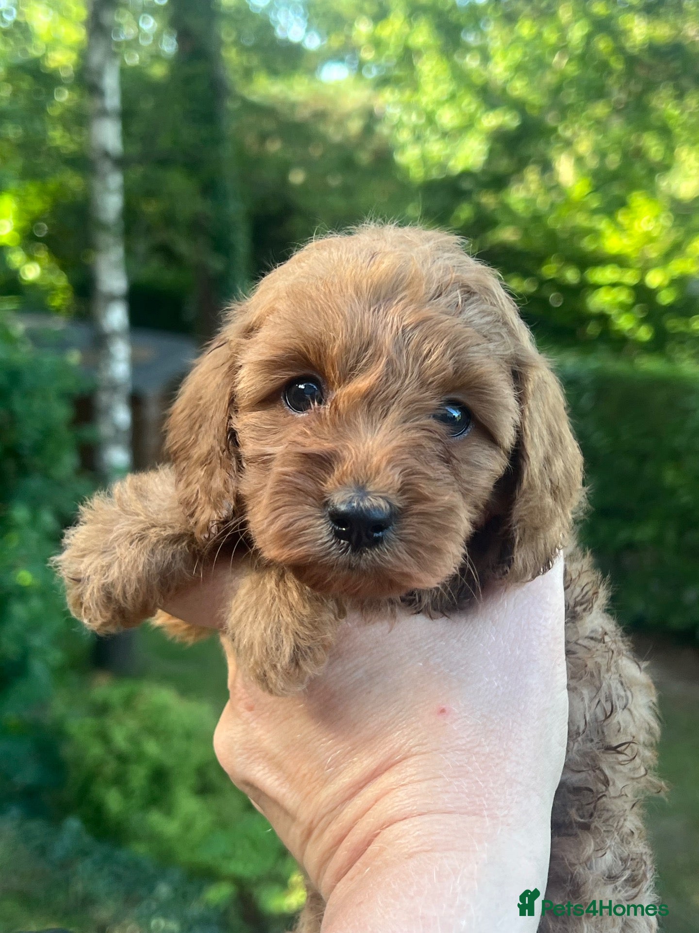 Cockapoo dogs A** Adorable Cockerpoo Puppies  - Advert 2