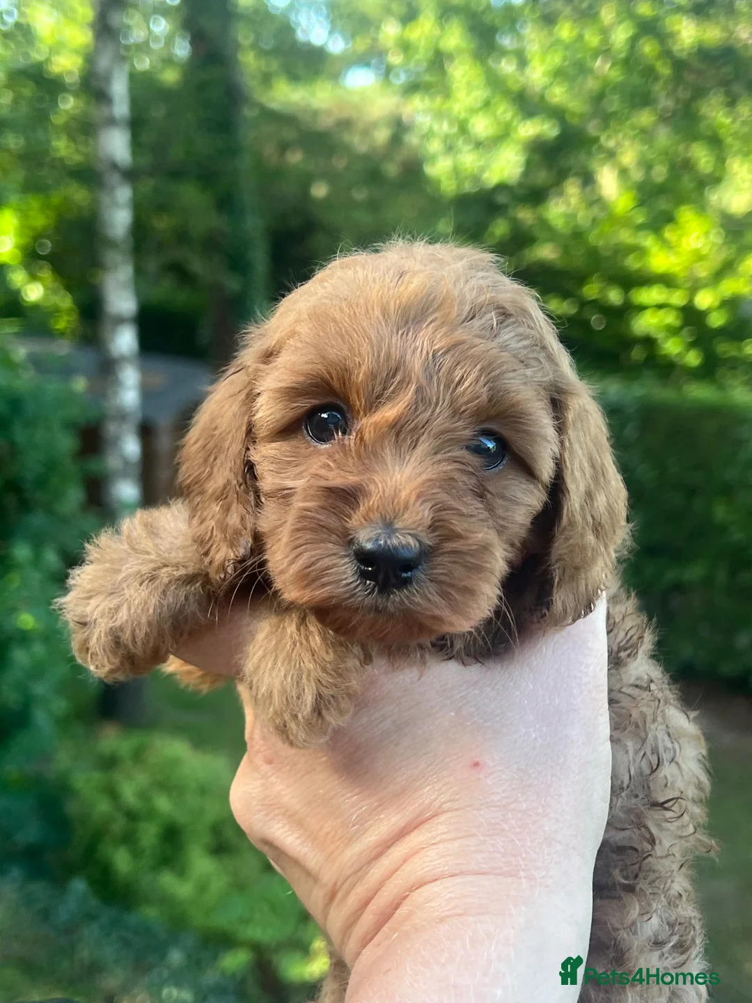 Cockapoo dogs for sale: A** Adorable Cockerpoo Puppies  - Advert 2
