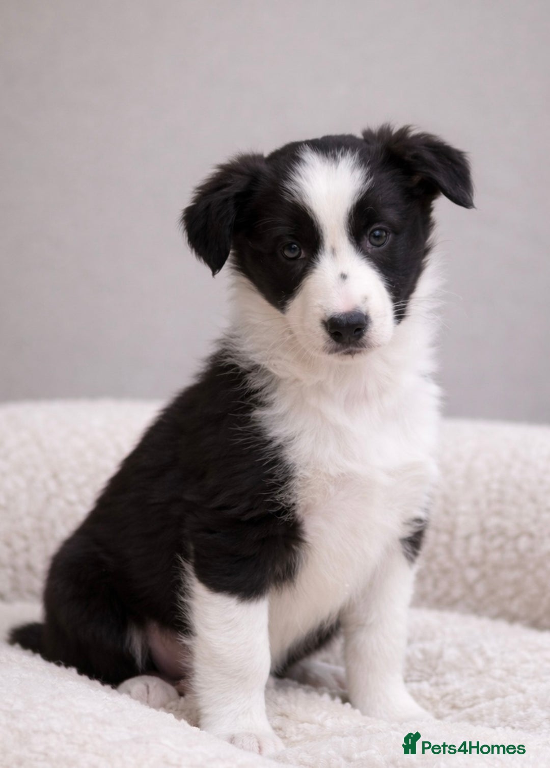 Border Collie dogs for sale: Beautiful KC rough coated border collie puppies  - Advert 2