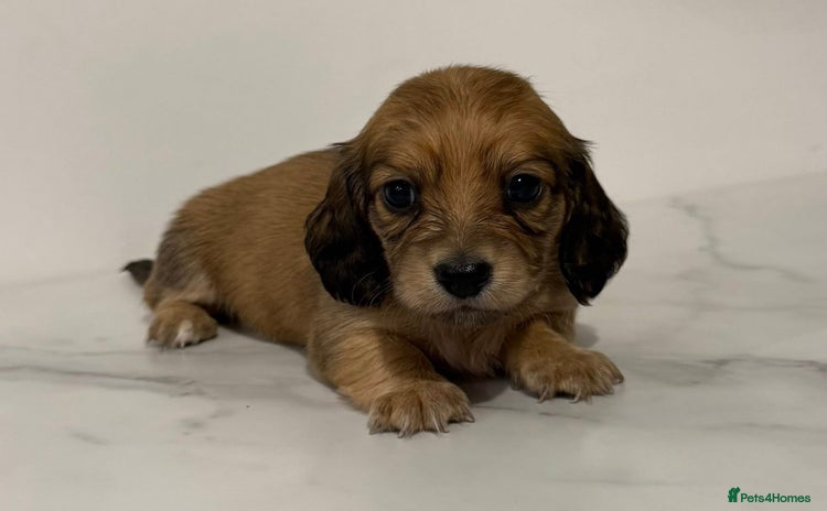 Miniature Dachshund dogs - Advert 1