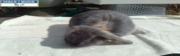 Mini Lop rabbits for sale: Pretty Female & Male Baby Rabbits - Advert 5