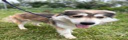 Mixed Breed dogs for adoption: Lyric - Norwich Norfolk  - Advert 17