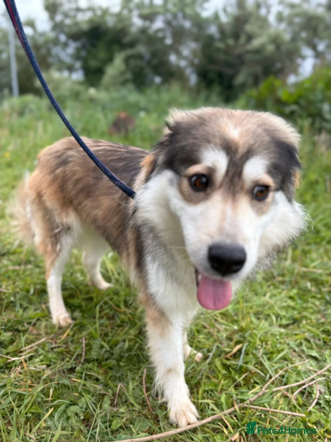 Mixed Breed dogs for adoption: Lyric - Norwich Norfolk  - Advert 17