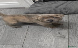 Mixed Breed dogs for sale: Chaffy puppies Chow x Staffy - Advert 16