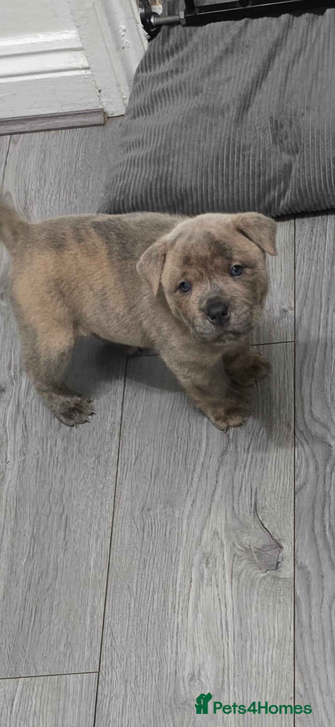 Mixed Breed dogs for sale: Chaffy puppies Chow x Staffy - Advert 16