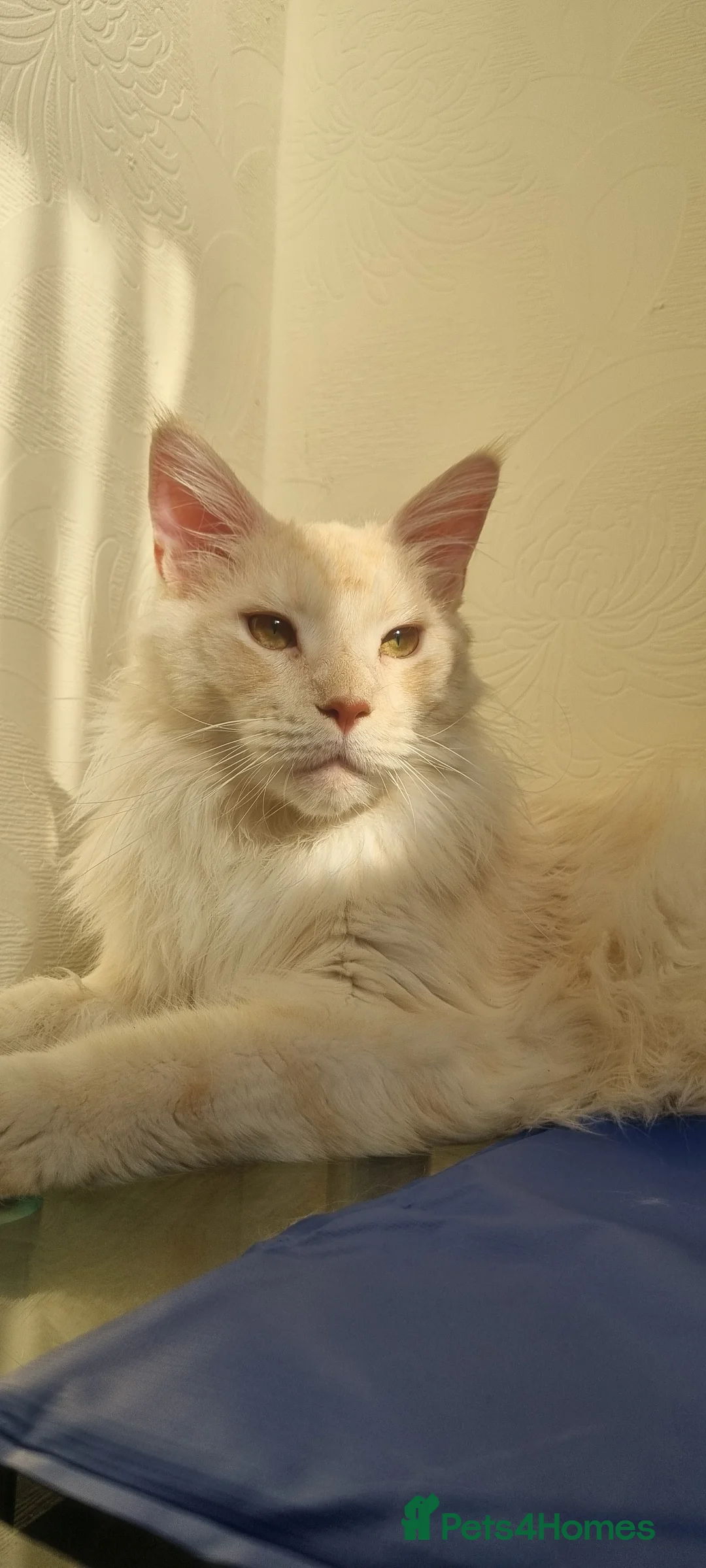 Maine Coon cats for sale: Beautiful Maine Coon Male in Bolton - Advert 3