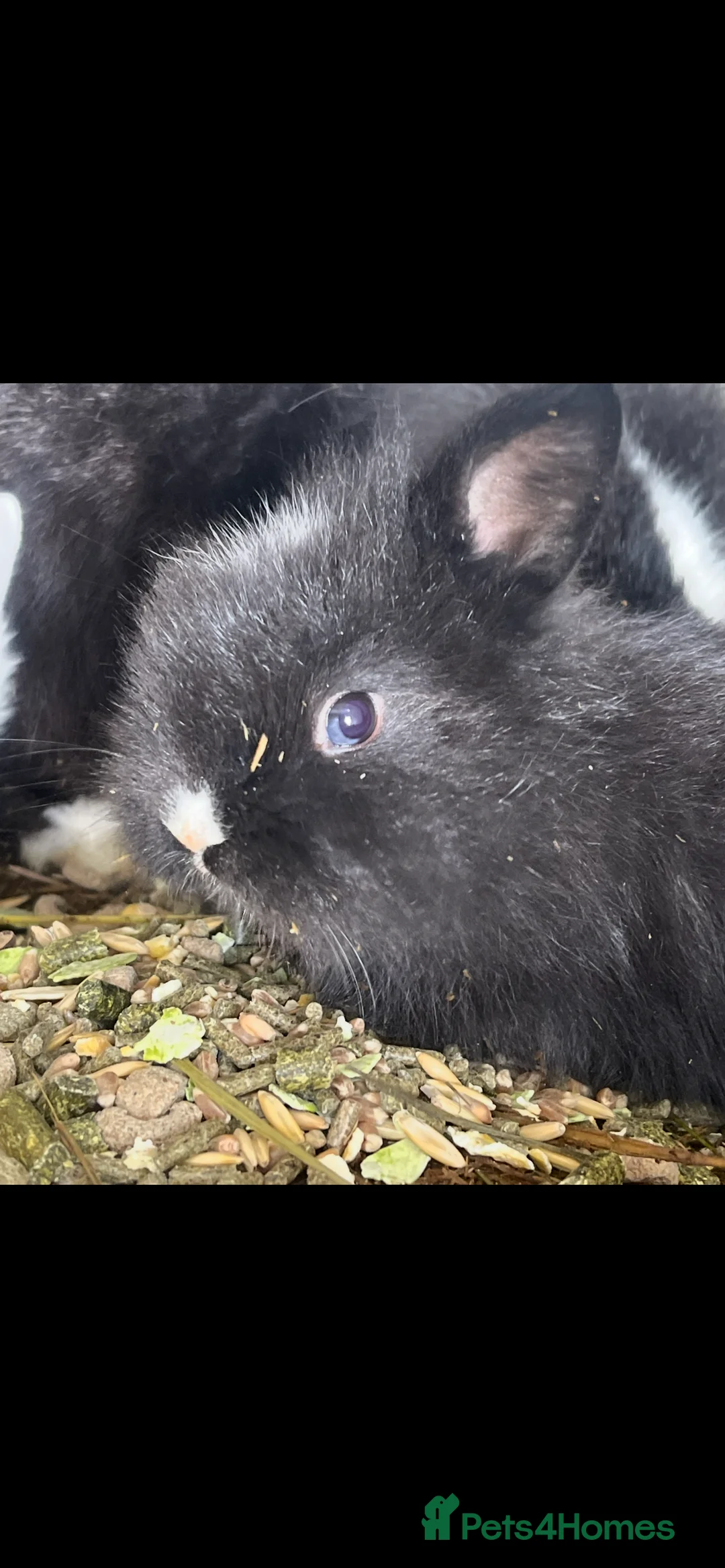 Lionhead rabbits for sale: Baby bunnies ready to reserve  - Advert 17