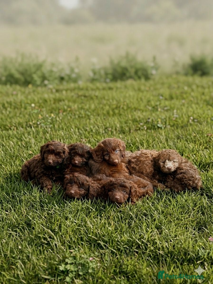 Cavapoo dogs Beautiful puppies looking forever homes  - Advert 17