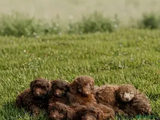 Cavapoo dogs Beautiful puppies looking forever homes - Advert 17