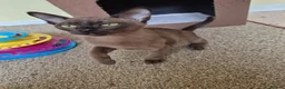 Burmese cats for sale:  Pedigree Brown Male Burmese Kitten - Advert 3